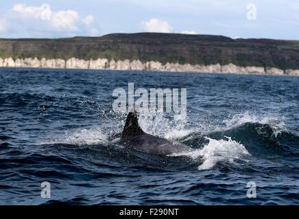 Ballycastle, County Antrim, UK. 14. September 2015. Delphine Meer Moyle zwischen Ballycastle und Rathlin Island mit Kirche Bay Fair Head und die Causeway Stimmen eine Spectular Kulisse auf einem Display der Exzellenz aufsetzen. Bildnachweis: Steven McAuley/Alamy Live-Nachrichten Stockfoto