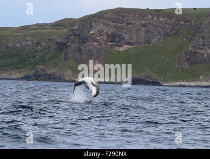 Ballycastle, County Antrim, UK. 14. September 2015. Delphine Meer Moyle zwischen Ballycastle und Rathlin Island mit Kirche Bay Fair Head und die Causeway Stimmen eine Spectular Kulisse auf einem Display der Exzellenz aufsetzen. Bildnachweis: Steven McAuley/Alamy Live-Nachrichten Stockfoto