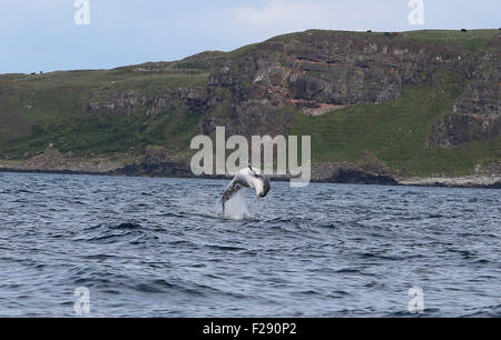 Ballycastle, County Antrim, UK. 14. September 2015. Delphine Meer Moyle zwischen Ballycastle und Rathlin Island mit Kirche Bay Fair Head und die Causeway Stimmen eine Spectular Kulisse auf einem Display der Exzellenz aufsetzen. Bildnachweis: Steven McAuley/Alamy Live-Nachrichten Stockfoto