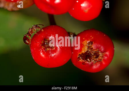 Ameisen essen reif Kernobst von Rowan (Sorbus Aucuparia) Stockfoto