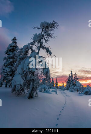 Fuchsspuren auf Schnee Stockfoto