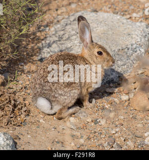 Wüste Cottontail Kaninchen Stockfoto