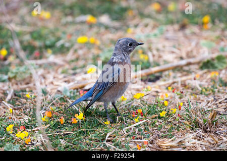 Westlichen Bluebird Stockfoto