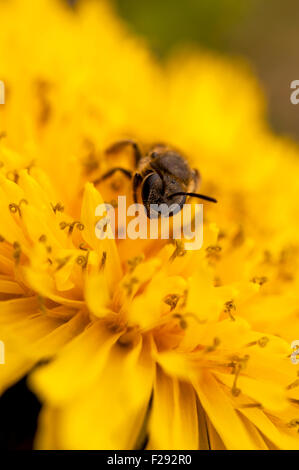 Biene auf Löwenzahn schließen--bis Stockfoto