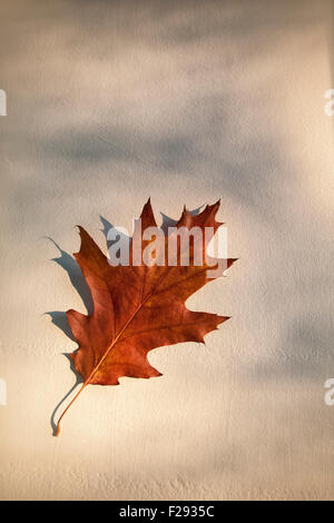 Downy Oak, quercus pubescens, Golden Brown Blatt im Herbst gegen einen dappled schattierten Hintergrund Stockfoto