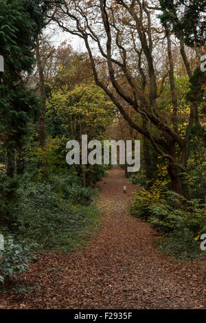 Eine begrünte, woodland Pfad im späten Herbst, Alexandra Park, Hastings, East Sussex, England, Großbritannien