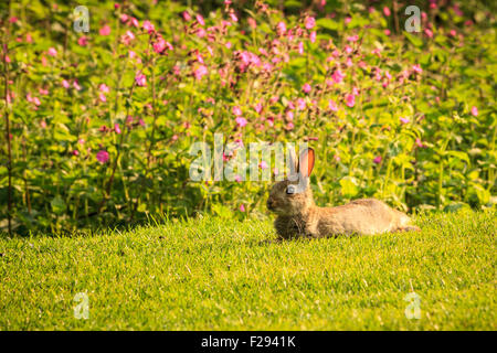 Ein Baby-Kaninchen liegt auf dem Rasen vor dem Hintergrund der rosa Blüten, seine Ohren aufmerksam und durchscheinend, Hintergrundbeleuchtung durch die späte Nachmittagssonne ausgestreckten. Stockfoto