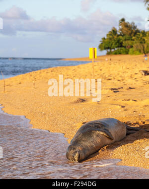 Hawaiianische Mönchsrobbe in der Nähe von Tunnels Beach auf Kauai Stockfoto