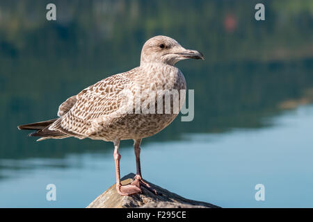 Junge europäische Silbermöwe (Larus Argentatus) Stockfoto