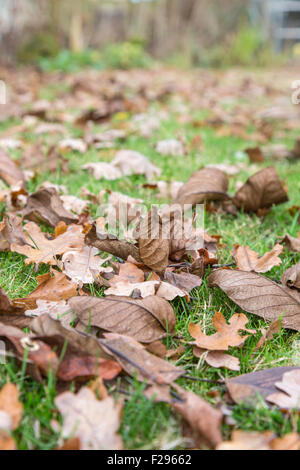 Herbstlaub auf einer Wiese im Garten Stockfoto