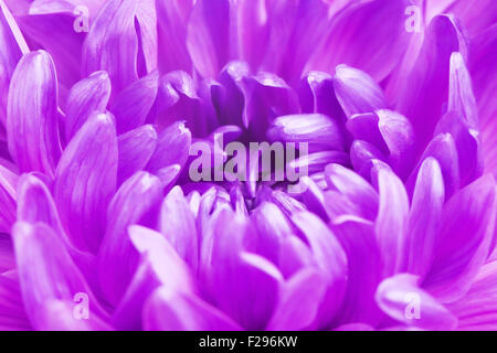 frischen violetten Chrysantheme Blüten, Nahaufnahme soft-Fokus Stockfoto