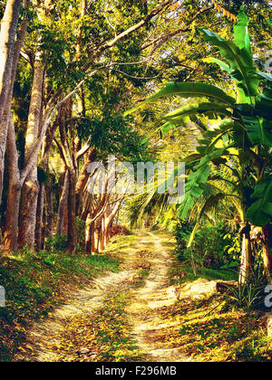 Feldweg im Dschungel, Koh Samui, Thailand Stockfoto