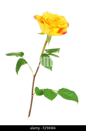 einzelne gelbe rose Blume, isoliert auf weißem Hintergrund Stockfoto