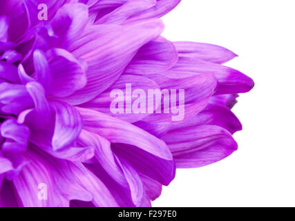 frischen violetten Chrysantheme Blüten, Nahaufnahme Stockfoto