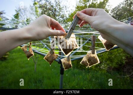 Hängende verwendet Teebeutel auf die Wäscheleine Stockfoto