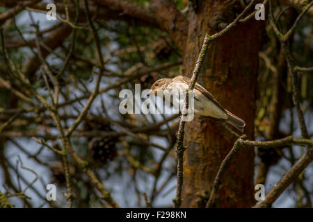 Spotted Flycatcher fallen eine Fliege, die es gerade gefangen hat Stockfoto