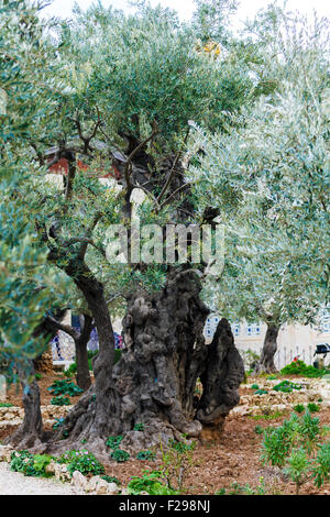 Der Garten Getsemani am Ölberg, Jerusalem Stockfoto