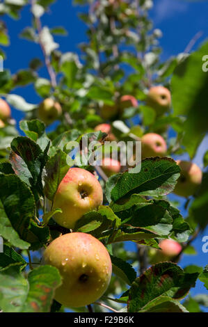 Die Laxton Superb Äpfel auf Familie Apfelbaum Stockfoto