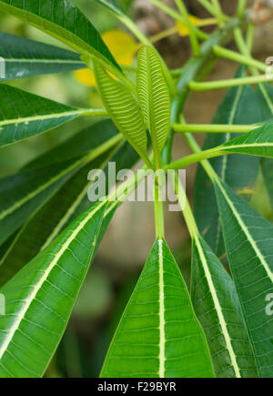 einige große tropische Blätter Nahaufnahme Stockfoto