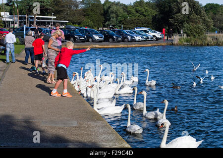 Ein Junge füttert die Schwäne und Enten in Poole Park an einem sonnigen Tag. Stockfoto