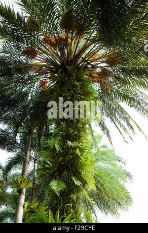 Vogel-Nest-Farn Stockfoto