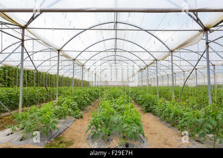 Bio-Tomaten im Gewächshaus wachsen. Stockfoto