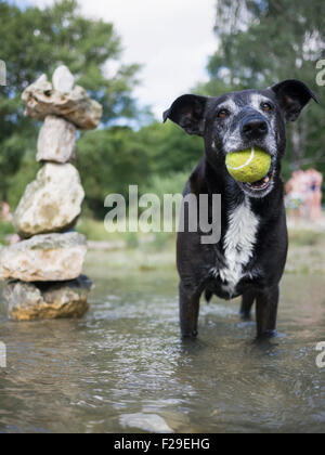 Schwarzer Hund mit Tennisball im Mund stehen in Isar Fluss, Bayern, Deutschland Stockfoto