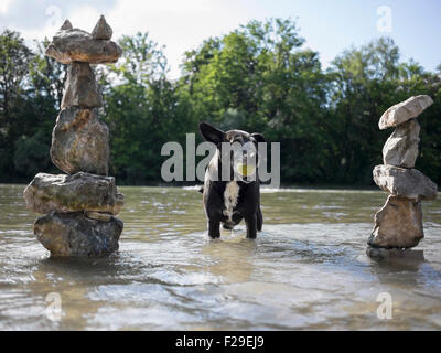 Schwarzer Hund mit Tennisball im Mund stehen in Isar Fluss, Bayern, Deutschland Stockfoto