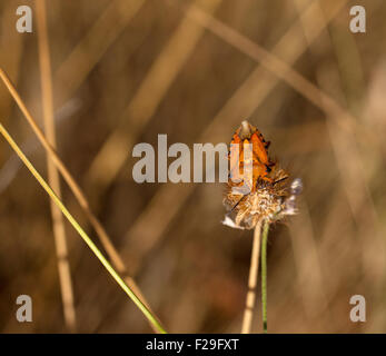 Insekt auf getrocknete Blume, spanischen Landschaft Stockfoto