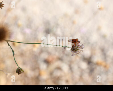 Insekt auf getrocknete Blume, spanischen Landschaft Stockfoto