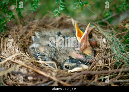 Eine Nest von jungen amerikanischen Robin Vogel Vögel Babys Jungvögel Jungtiere Nestlinge Stockfoto