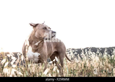 leistungsstarke Pitbull Hund steht in hohen trockenen Gräsern suchen ab in Ferne Mountain Ridge Linie Hintergrund Stockfoto
