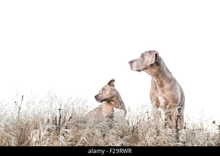 Weimaraner und Pitbull stehen inmitten von hohen Trockenrasen im Feld nach links, Negativraum für Kopie Stockfoto