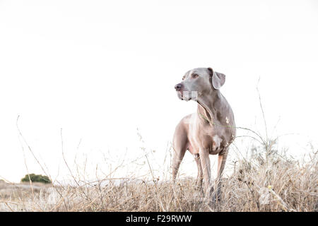 Erwachsenen Weimaraner Hund stehend gerichtete Kamera, Kamera ausschalten nach links in einem trockenen kargen Feld Negativraum für Kopie Stockfoto