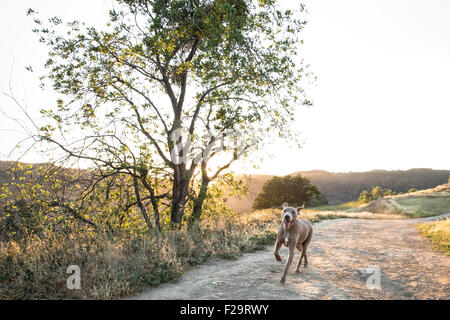 Weimaraner-Hund läuft auf Schmutz Pfad neben großer einsamer Baum hinten beleuchtet von Sonnenuntergang über Bergkette Stockfoto