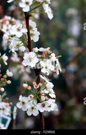 Hauptstadt Birne - Pyrus Calleryana 'Capital' in voller Blüte Stockfoto