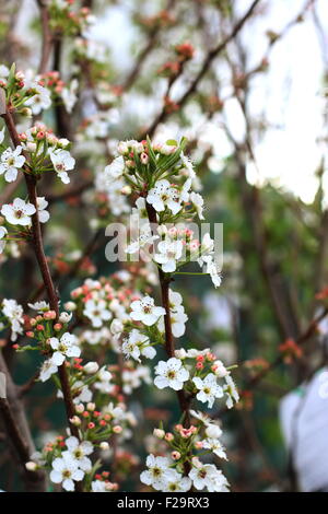 Hauptstadt Birne - Pyrus Calleryana 'Capital' in voller Blüte Stockfoto