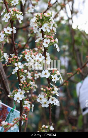 Hauptstadt Birne - Pyrus Calleryana 'Capital' in voller Blüte Stockfoto