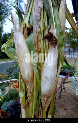 Herbst trocken Maisstroh display Stockfoto