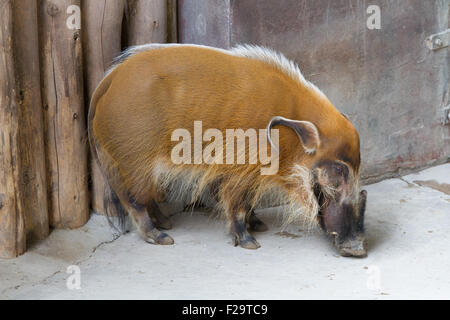 Red River Hog "Bush-Schwein" Stockfoto