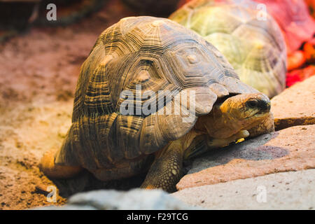 Ausgestorbene Schildkröte Madagaskar Stockfoto