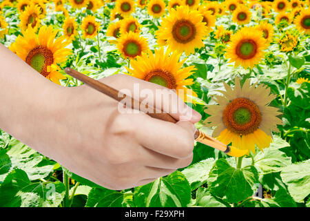 Ernte Konzept - Hand Farben von Pinsel gelbe Blütenblätter der Sonnenblume Stockfoto
