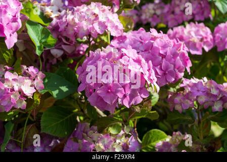 Blüten der Hortensie, Hydrangea Macrophylla. Es stammt aus China und Japan, und es ist weit verbreitet in der Landschaftsgestaltung. Stockfoto