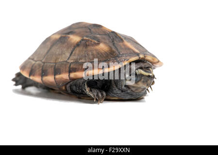 Gestreifte Schlamm Schildkröte (Kinosternon Baurii) Stockfoto