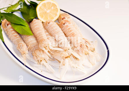 Squilla Mantis, Krustentier auf einem Teller Stockfoto