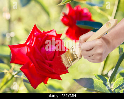 Natur-Konzept - Hand mit Pinsel malt Rosenblüte in roter Farbe im freien Stockfoto