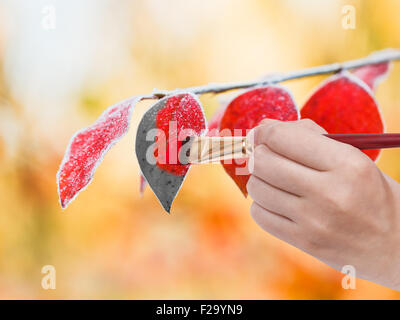 Natur-Konzept - Hand mit Pinsel malt gefrorene Blätter in roter Farbe im kalten Herbsttag Stockfoto