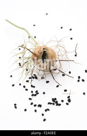 Nigella Damascena 'Persische Juwelen' Seedhead. Liebe-in-the-Nebel Pflanzensamen. Stockfoto