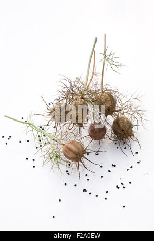 Nigella Damascena 'Persische Juwelen' Seedhead. Liebe-in-the-Nebel Pflanzensamen. Stockfoto