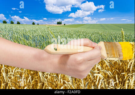 Ernte Konzept - Hand mit Pinsel malt reife Ernte im grünen Weizenfeld Stockfoto